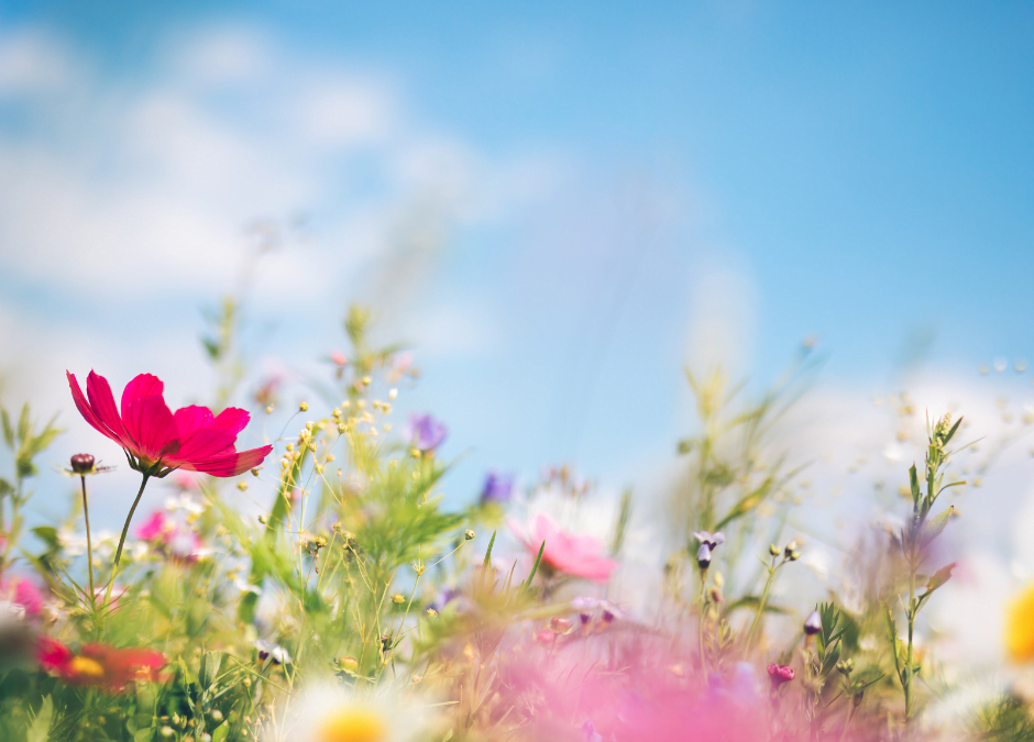 Hello Spring Allergies. Though Nature Brings Them On, She Also Offers Help. Here Are Some Natural Solutions